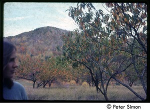 View of a mountain across an orchard with Duitch looking on, Tree Frog Farm commune