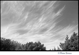 Wispy clouds above a stand of pine trees