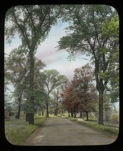 River Road west from west 25th Mississippi Park, Minneapolis, Minnesota (road lined with trees)