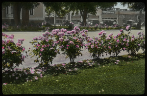 Salem, Oregon (rose bushes)