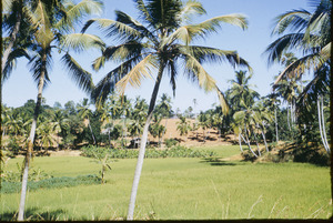 Keralan village near Thiruvananthapu