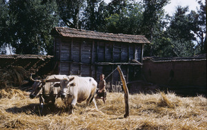 Bullocks in Velesta
