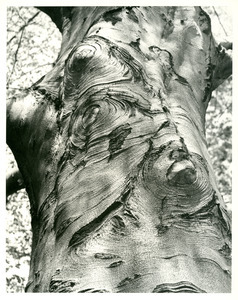 Beech trunk