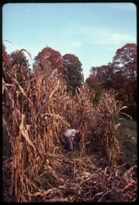 Eben Light playing among dried corn stalks, Montague Farm commune