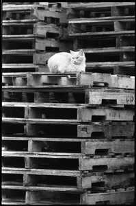Cat seated on a stack of pallets, looking left