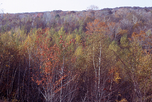 View to the west to the Hopkins Memorial Forest from the top of hillock on Whitman's property.