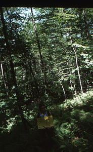 Birch Strips - White Birch Regeneration Study - White Birch Study Area. Strip Treatment Plot 2B. Portrait orientation.