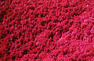 Aerial false color IR image of face of Northwest Hill adjacent to Hoosic River. False Color Infrared/True Color Project.