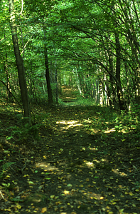A Walk Along Debra Hall's Nature Trail: Stop 8. The original, pre-USFS Carriage Road.