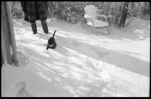 Cat trudging through heavy snow