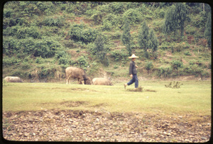 Person walking water buffalo