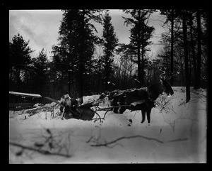 Paul Whelton dressed as Santa Claus in a sleigh drawn by a horse dressed as a reindeer