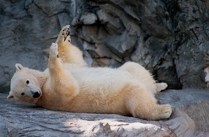 Triton the polar bear at the Roger Williams Park Zoo