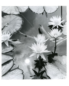 Water lilies/sun reflection