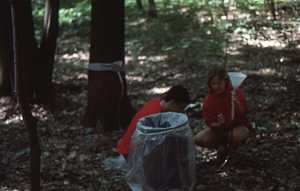 U.S. Dept. Interior Acid Rain, Acid Soils Study. Red oak site, leaf litter, stemflow, and through-fall collection infrastructure attended to by unknown student and Rebecca Stevens, Bates College Class of 1988.