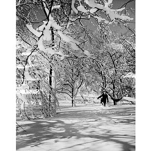 Snow-covered trees and a boy walking through the snow