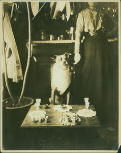 Dog sitting at table, location unknown, undated