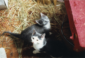 Woodrow and Muffin in their room at the Horse Barn