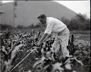 George Allan England hoeing rows of corn