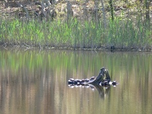 Painted turtles basking on a fallen trunk in a pond, Wellfleet Bay Wildlife Sanctuary