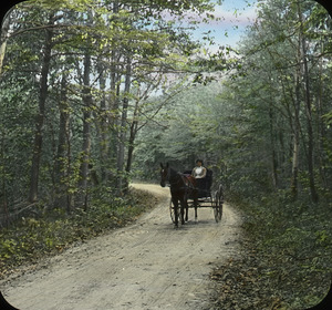 Woman in horse-drawn buggy on tree lined country road