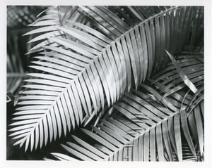 Finely divided palm, Fairchild Tropical Garden