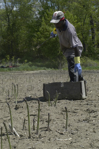 Hibbard Farm: worker with a crate, gathering asparagus in the field
