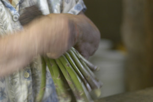 Hibbard Farm: close-up of a woman's hands while bunching asparagus