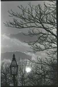 Views of Boston: trees and streetlights