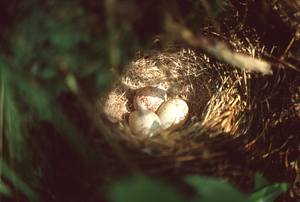 Wild turkey eggs in nest.