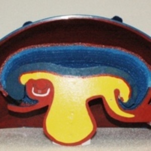 Painted foam and wood teaching model of the human embryo