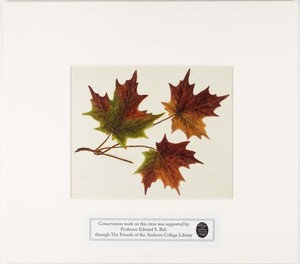 Orra White Hitchcock painting of sugar maple leaves