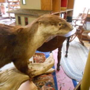 Stuffed Otter