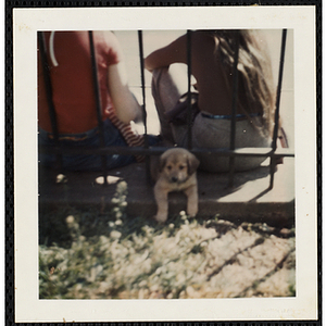 Two girls and a puppy from the South Boston Boys' Club sitting on a fence