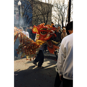 Performance of a dragon dance while a crowd observes during the celebration of the Chinese New Year in Boston's Chinatown