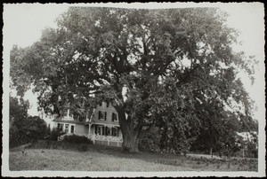 Elm in front of Celia Thaxter Cottage, Champernowne Farm, Cutts Island, Kittery Point, Maine, 1936.