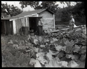 Amos Chase by his cabin and cabbage field