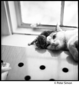 Project cats
