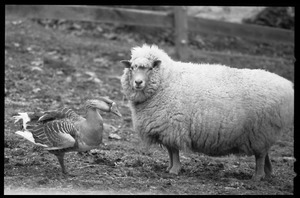 Sheep and goose standing together in a pasture during a spell of mild weather