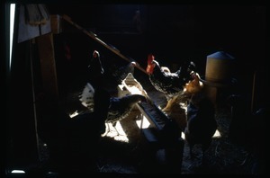 Chickens feeding inside their coop (underexposed), Montague Farm Commune