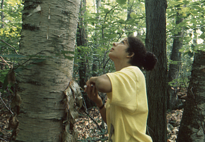 Maya Kumar, Williams Class of 1996, measuring paper birch tree to determine its diameter at breast height in Permanent Plot 1121.