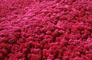 Aerial false-color IR image of Plot Line 15 north to south. Cruise Line 3.