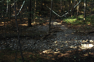 Floodplain woody debris South+Middle Branch of Birch Brook site. Two months after the 2.5" overnight (29-30 June 1973) rainfall event.