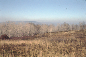 Blueberry heath on top of Taconic Ridge on Jim Smith Hill.