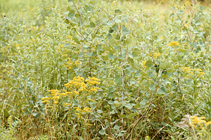 Goldenrod and quaking aspen in field by USF Plantations GP-1-54.