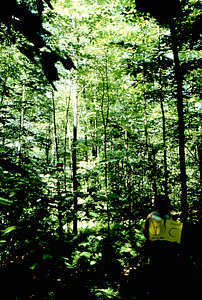Birch Strips - White Birch Regeneration Study - White Birch Study Area. Strip Treatment Plot 1C. Portrait orientation.