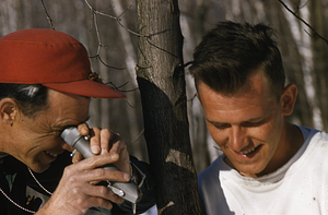 Bruce Gullian and Richard J. Peterson Reading Sugar percentage of sugar maple sap at the Kenwood SM Plantation Mt Hope Farm Spring 1958.