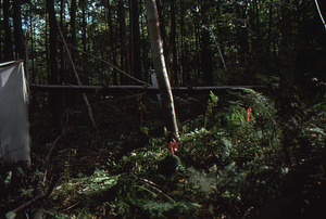 Paper birch regeneration study - Birch Strips. Leaf litter trap and "Taber Allison stake" at bottom of Cut strip 4.0.