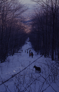 View downhill in old long-distance telephone line cut from near Taconic Ridge spur.