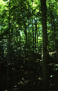 Sugar maple (Acer saccharum) trees in Beinecke Stand.